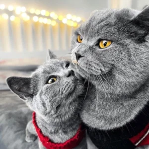 Cins Kedi Sahiplendirme Platformu