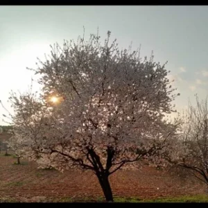 HOŞÇAKAL ÜLKESİ